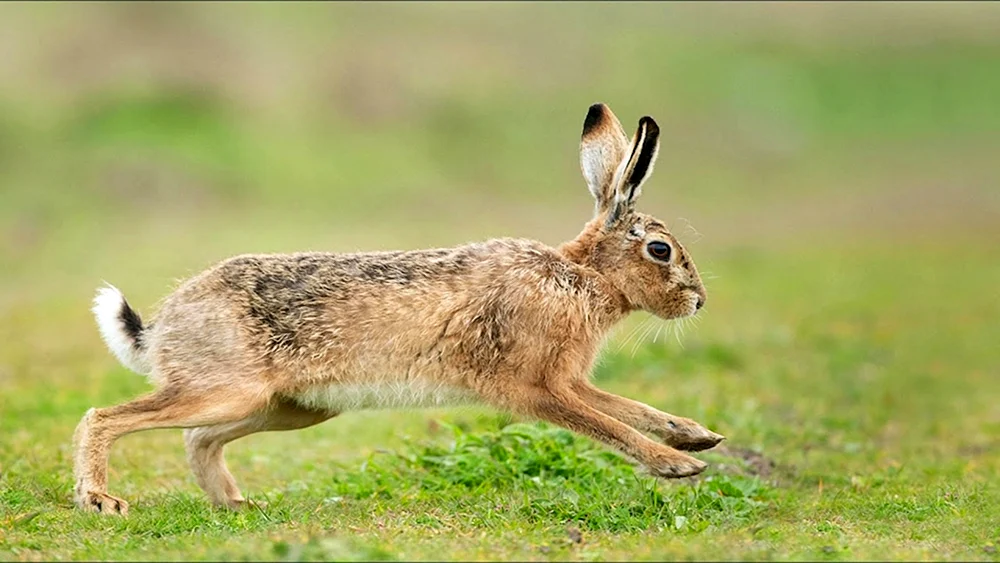 Hase