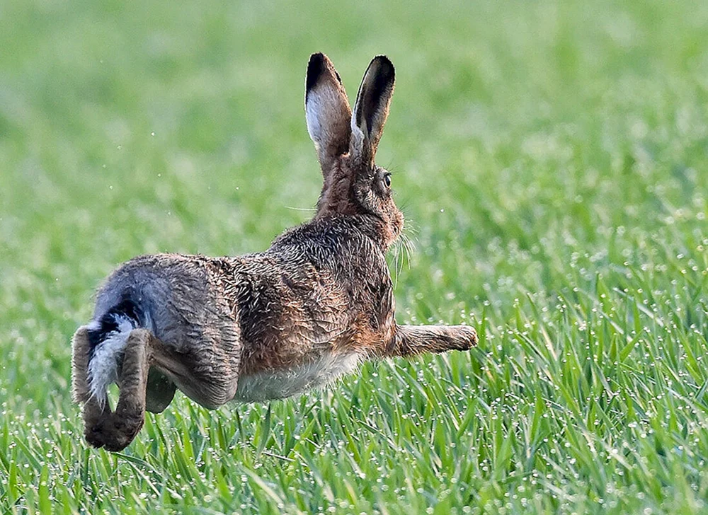 Hase Rusak kämpfend