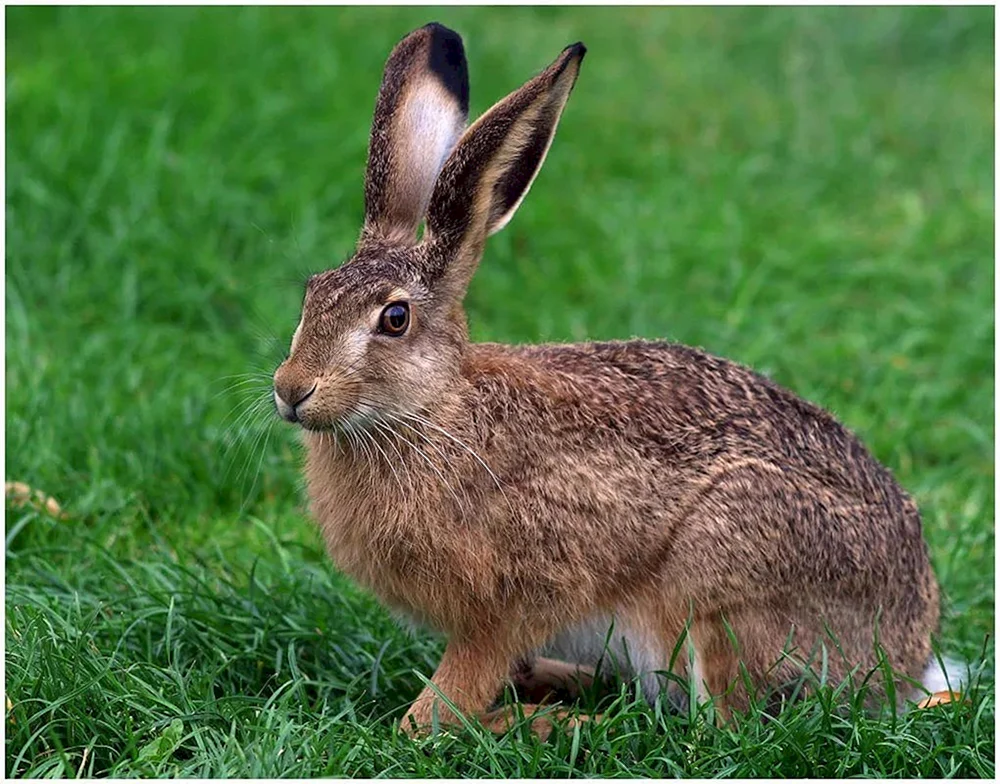 Rusak-Hase