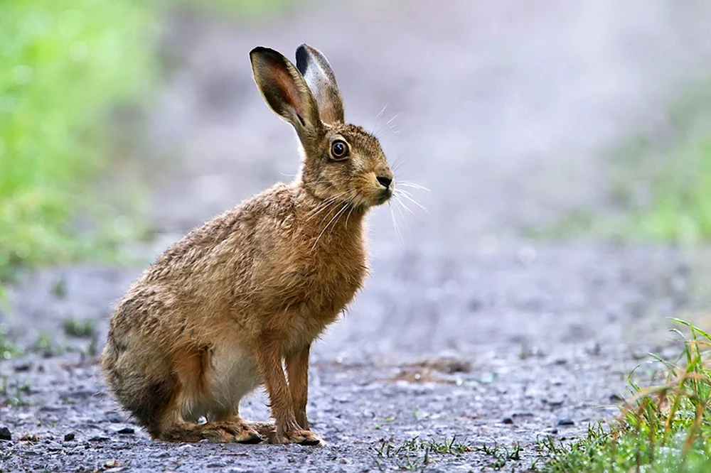 Rusak-Hase