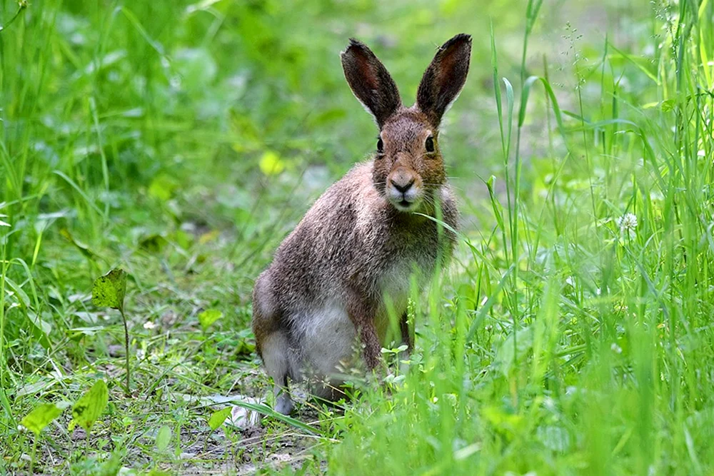 Rusak-Hase. Rusak