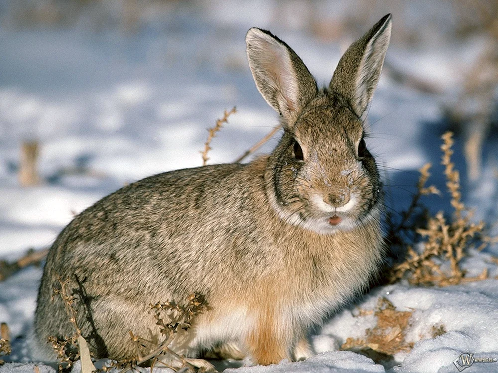 Der Hase Rusak