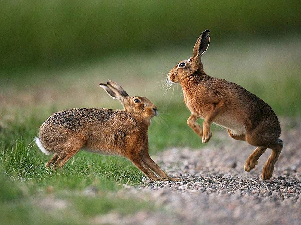 Hase Karelien