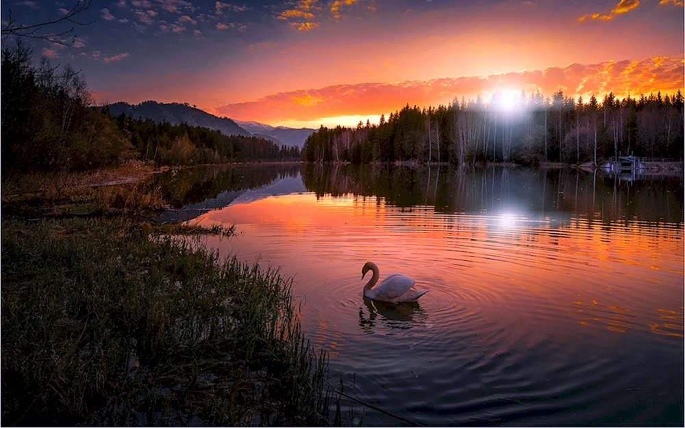 Vögel auf dem See