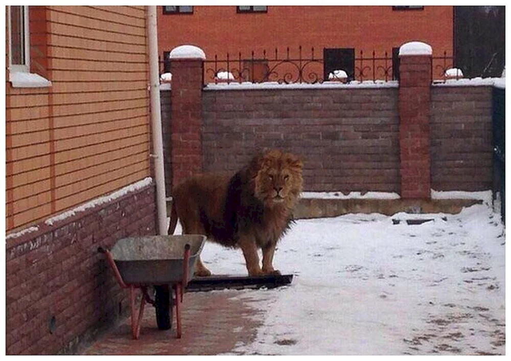 Cat in Boots Shrek 2
