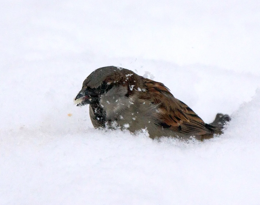 Vögel Winter