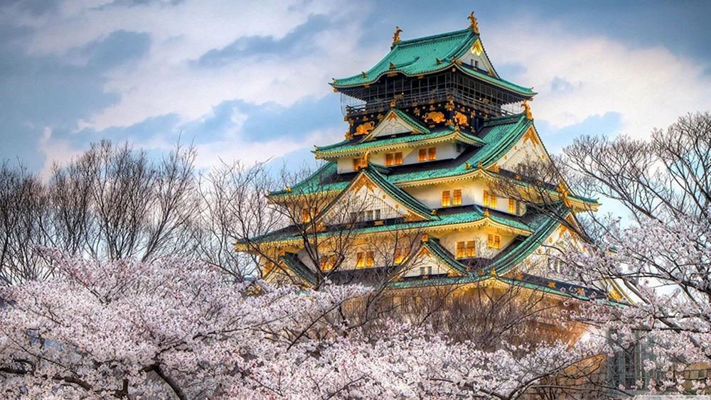 Japan Tokio Tokio Sakura Straße