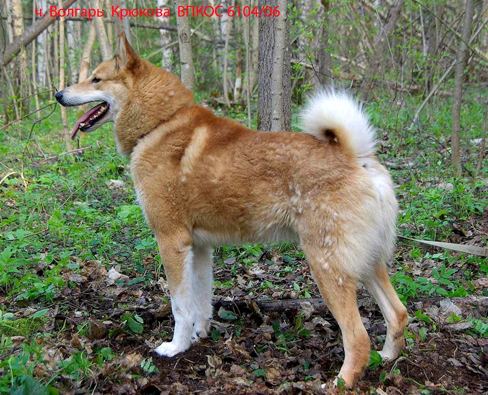 Finnischer Husky Karelisch-Finnischer Husky. Finnischer Husky