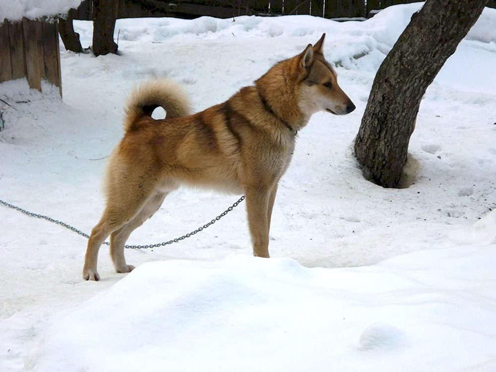 Westsibirischer Finnischer Husky