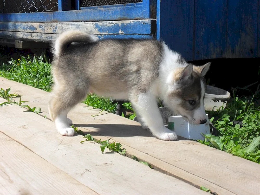 Ost Siberian husky