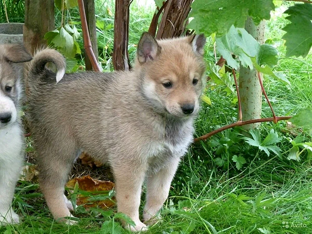 West Siberian husky husky