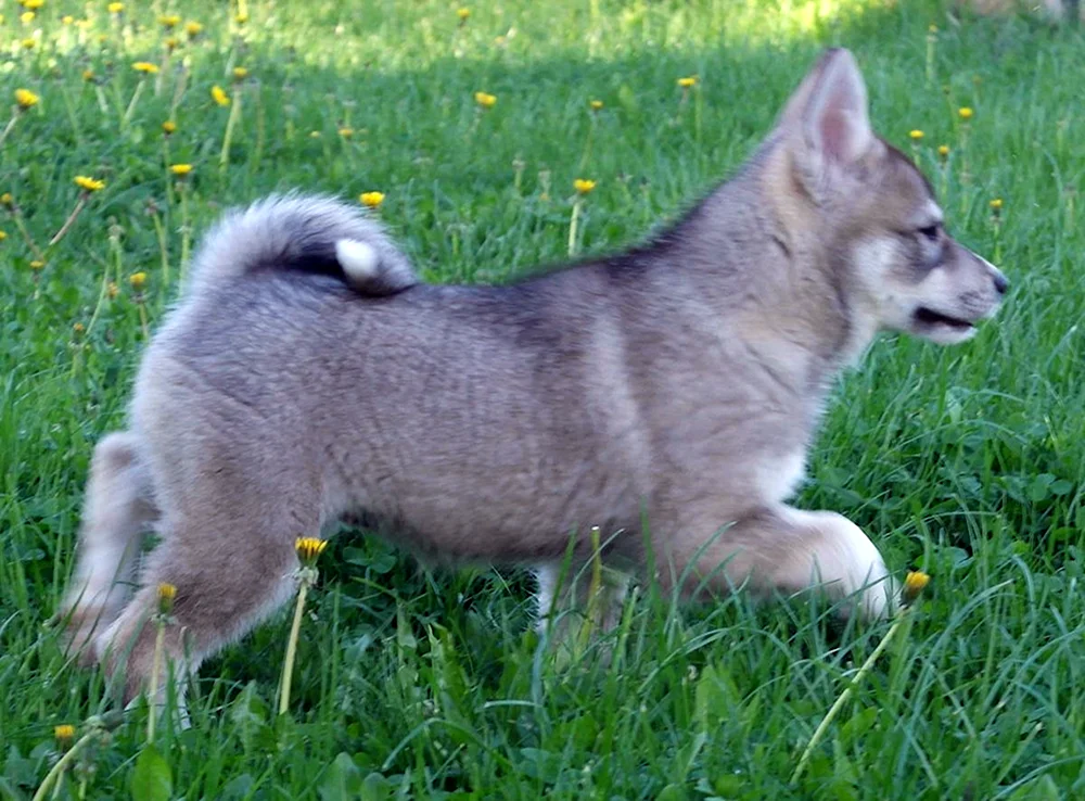 West Sibirischer Husky
