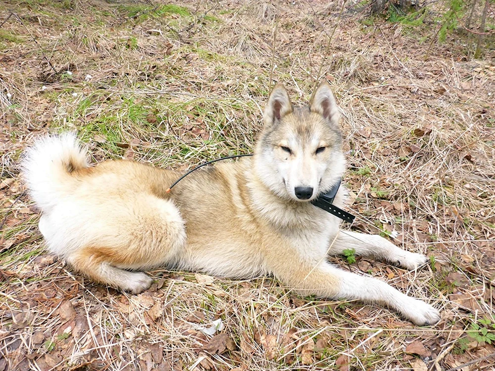 Mittelasiatischer Husky