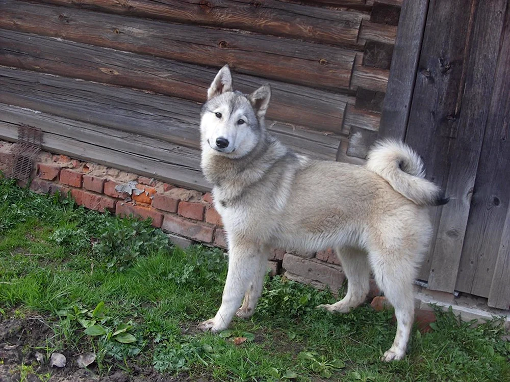 West Sibirischer Husky