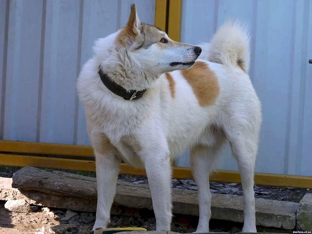 Greenland Husky