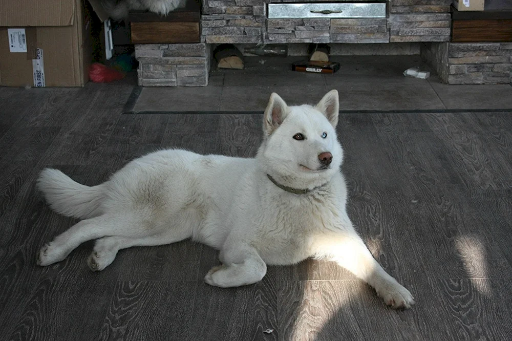 Samoyed und Yakutischer Husky