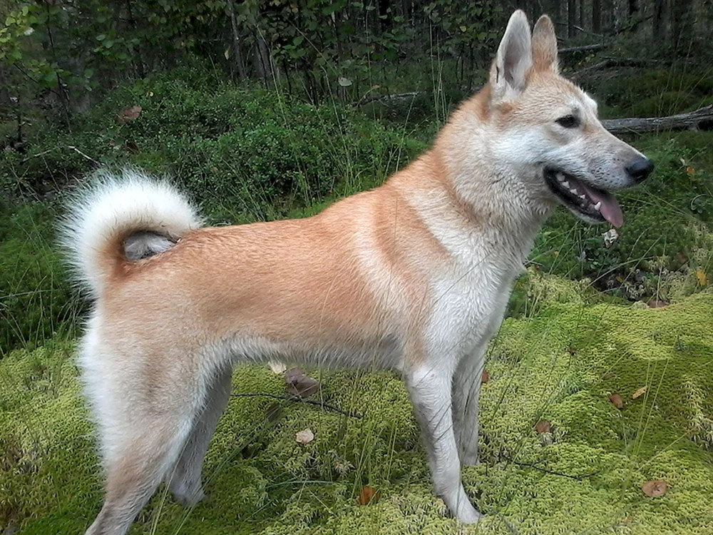 Westsibirischer Husky rot