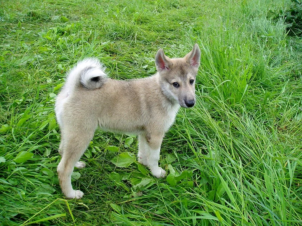 Ostsibirischer Schlittenhund husky schwarz