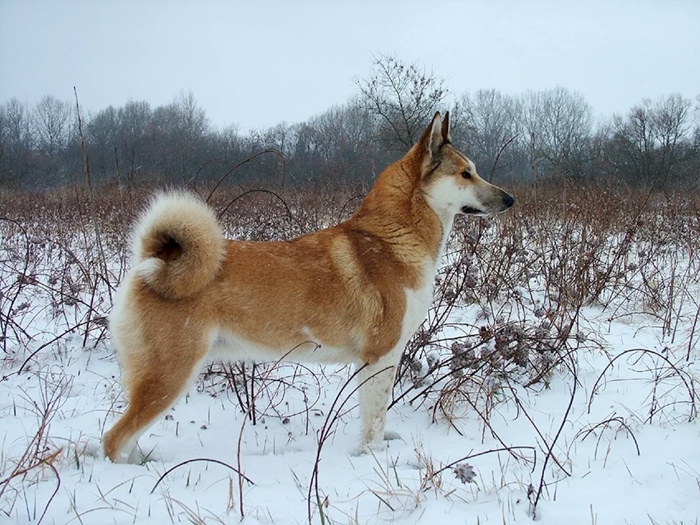 Karelo-Finnischer Husky