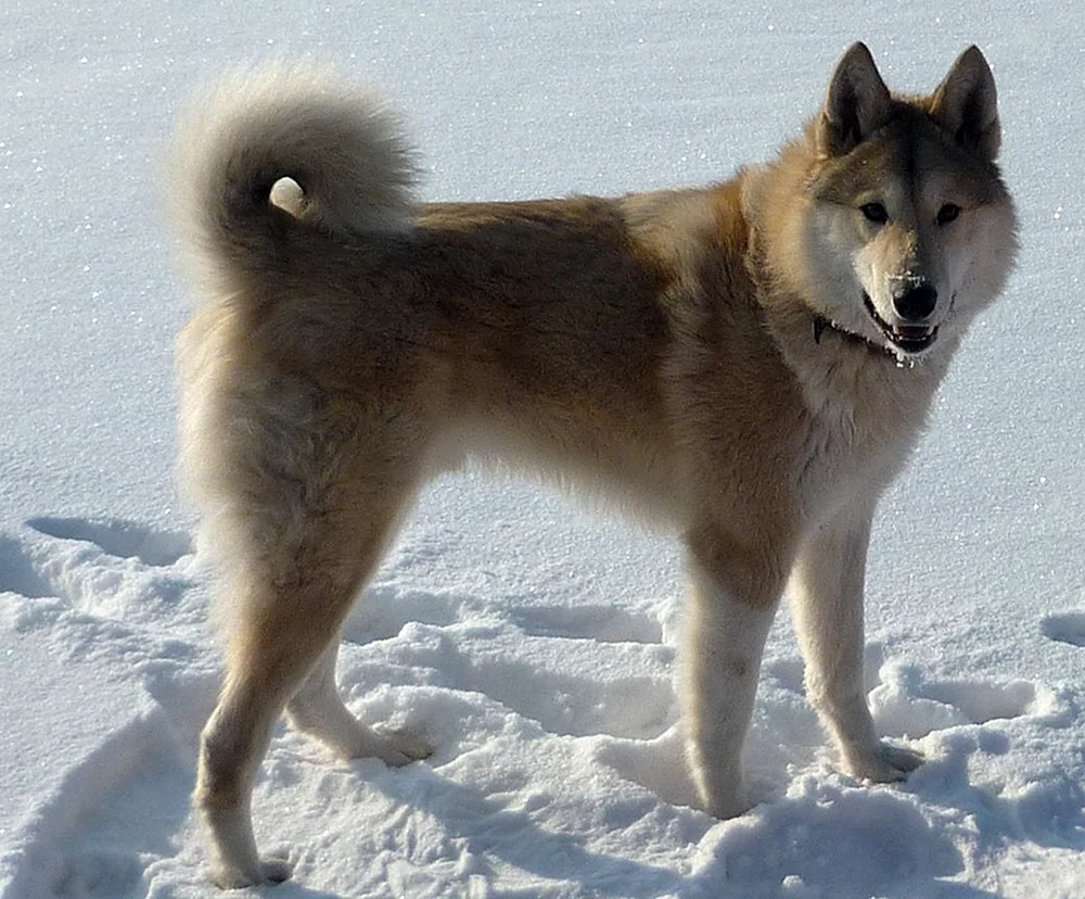 West Sibirischer Husky
