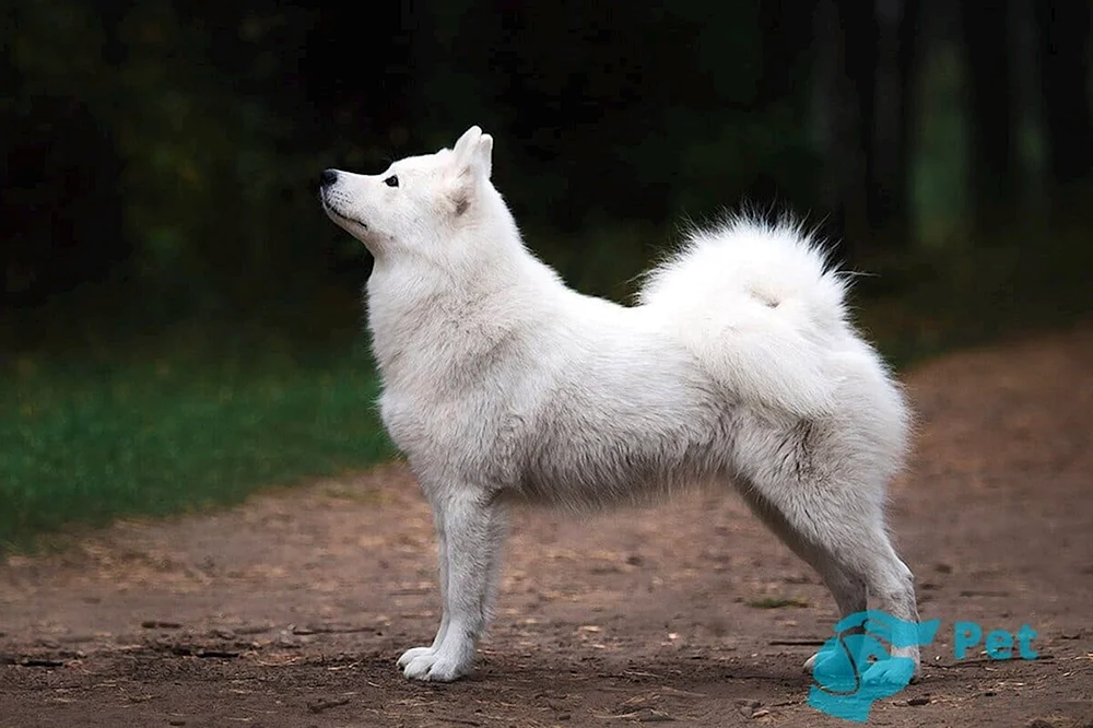 Schwedischer weißer Elchhund