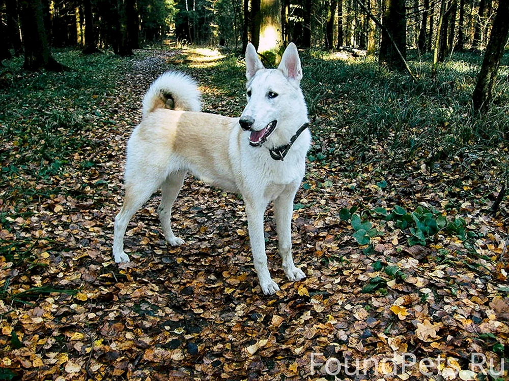 Samoyed Husky