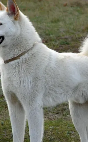 West Siberian husky weiß
