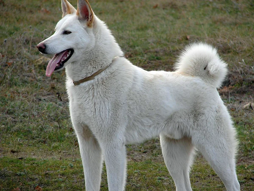 West Siberian husky weiß