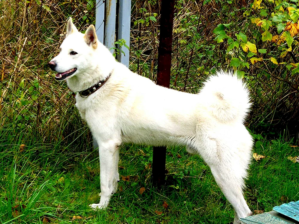 West Siberian husky weiß