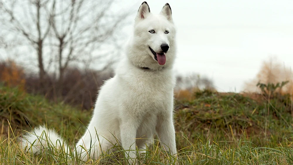 West Siberian husky weiß