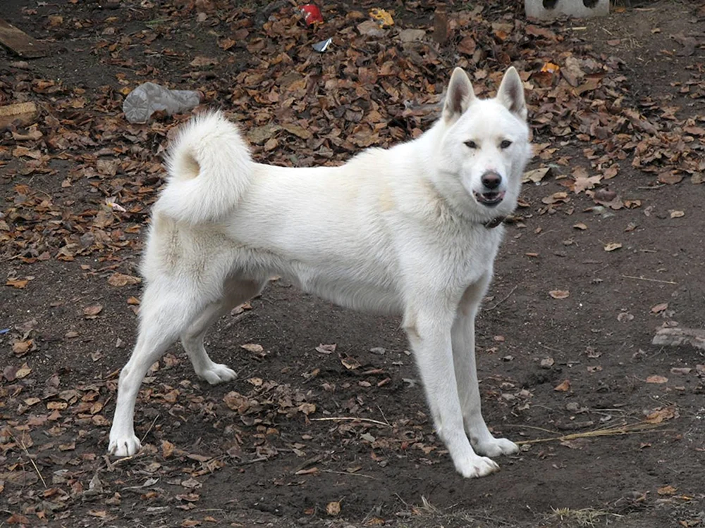 West Siberian husky weiß