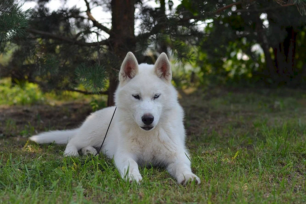 West Siberian husky weiß