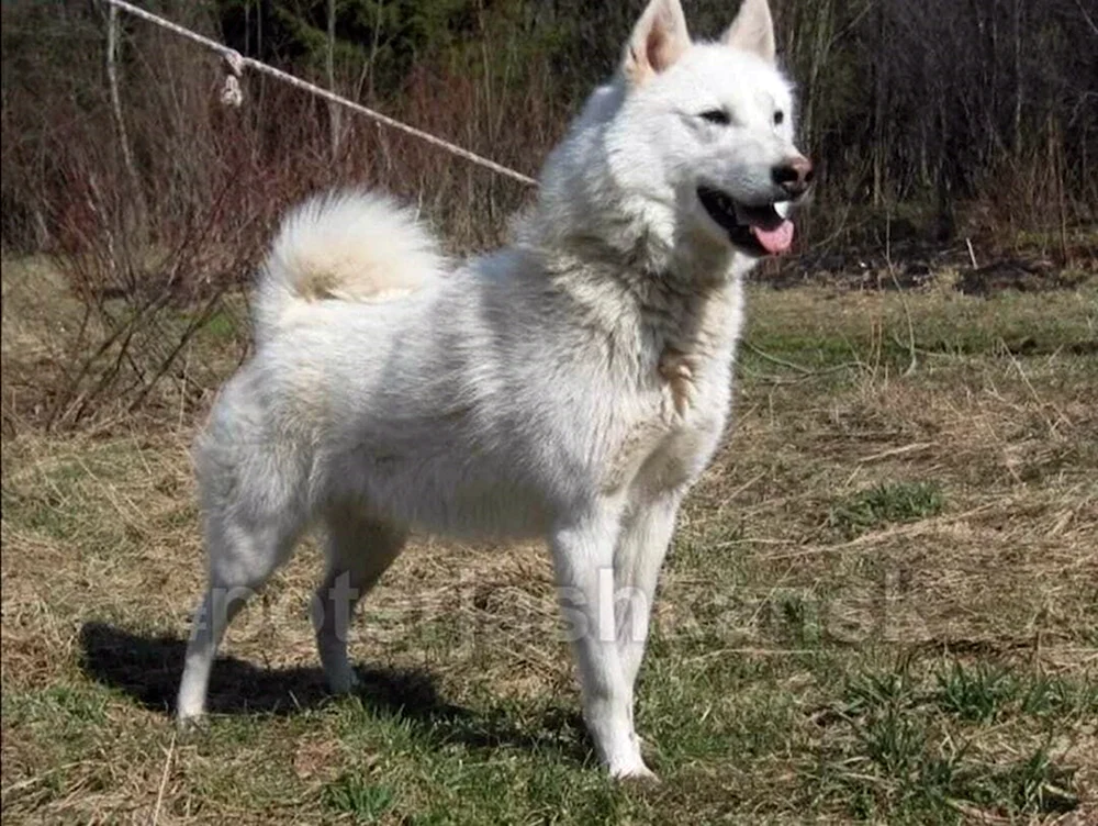 West Siberian husky weiß