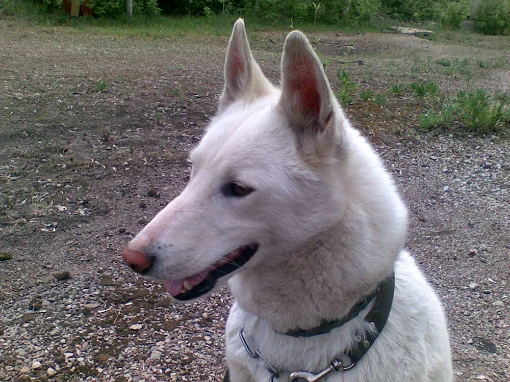 West Siberian husky weiß. Sibirischer Husky weiß