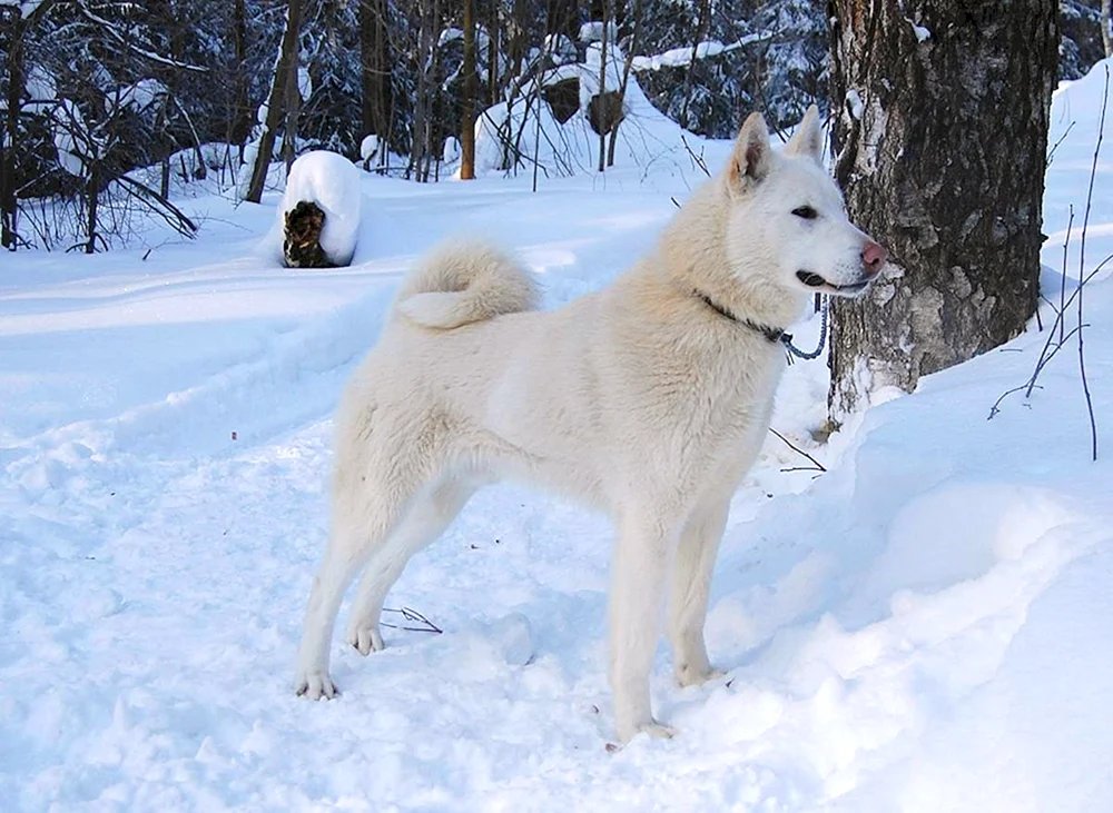 WSL Husky weiß