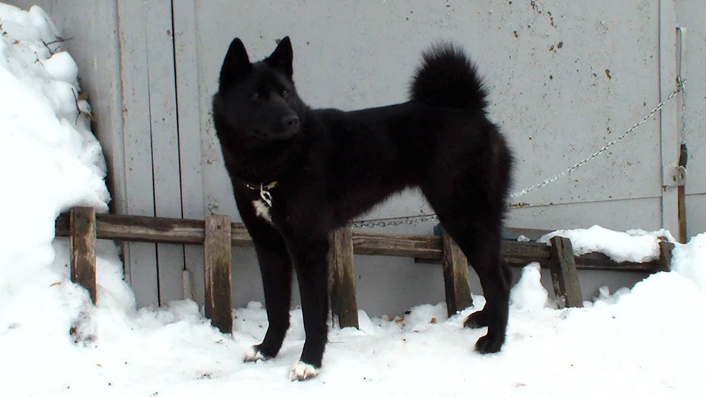 Westeuropäischer Schlittenhund. Sibirischer Husky schwarz