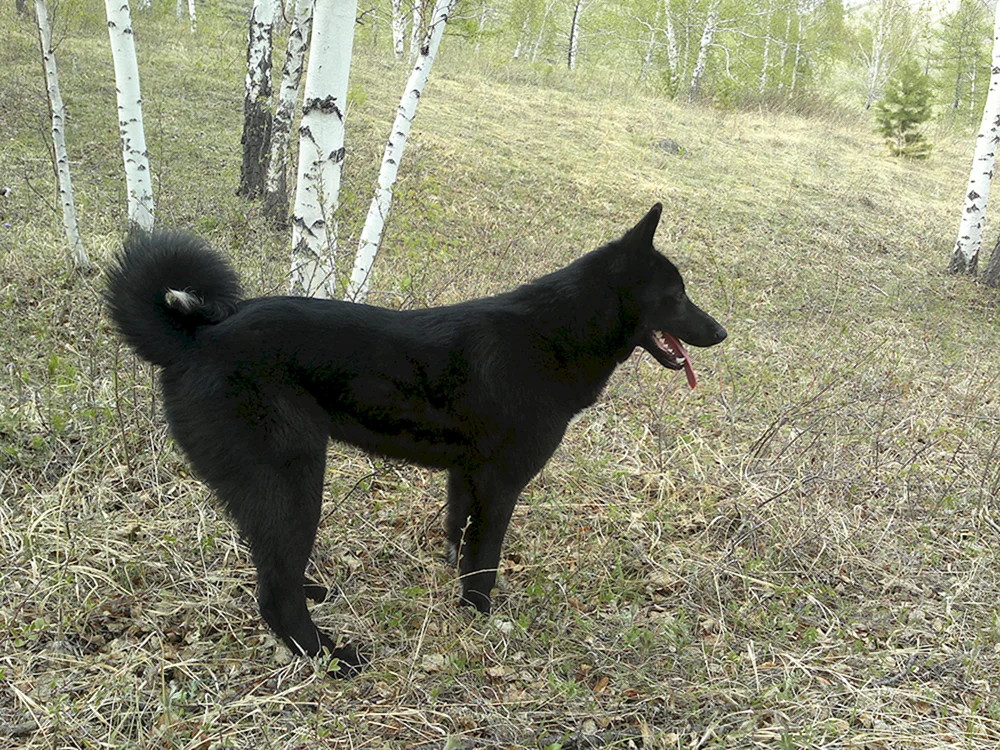 West Sibirischer Husky schwarz