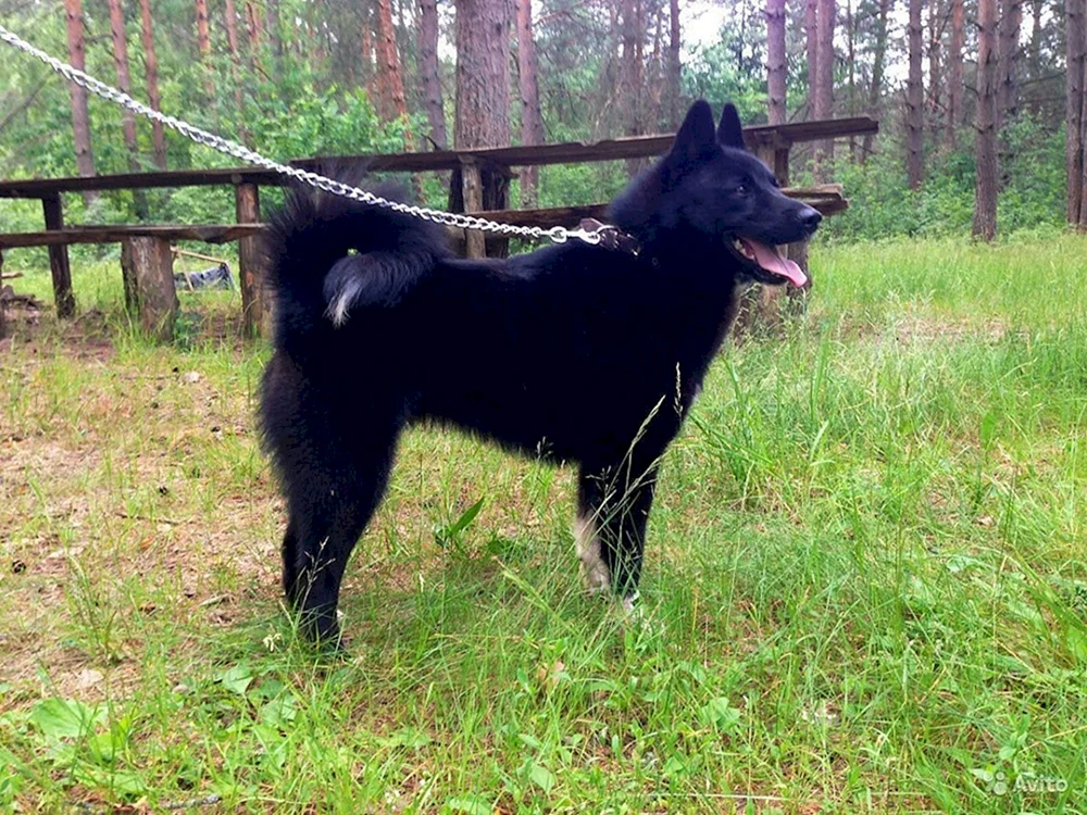 West Sibirischer Husky schwarz Sibirischer Husky schwarz