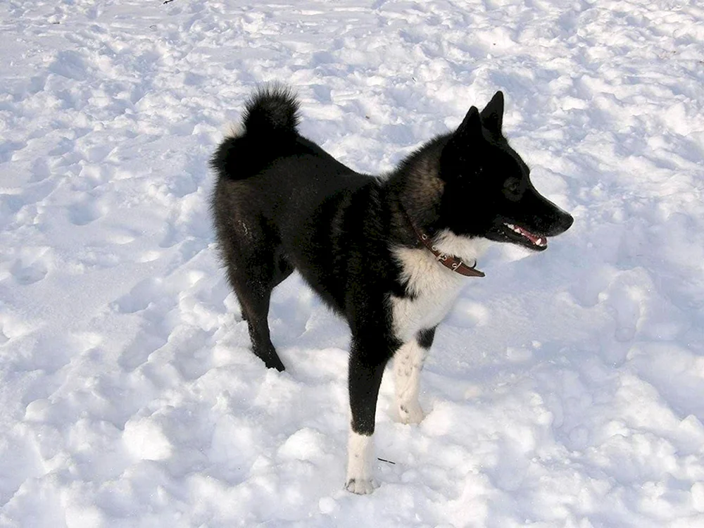 Westsibirischer Husky schwarz