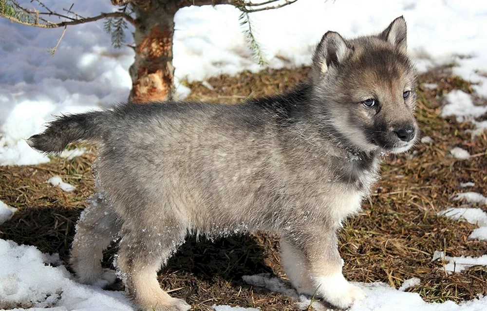 Kitten Wolfshund