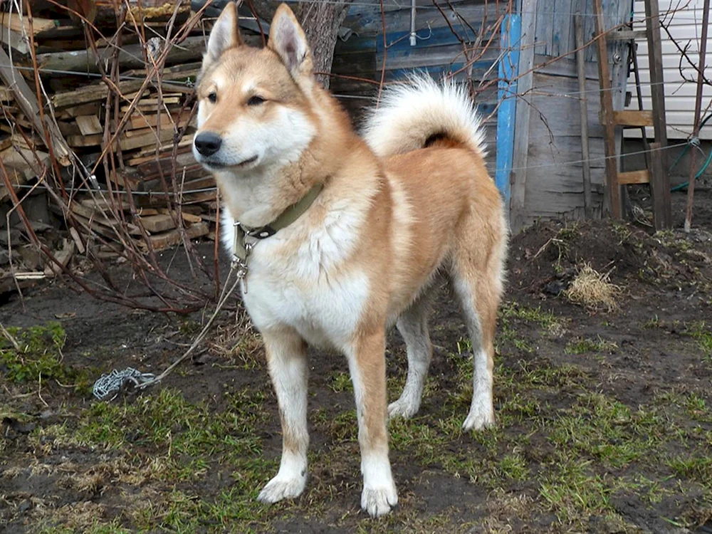 Westsibirischer Husky rot