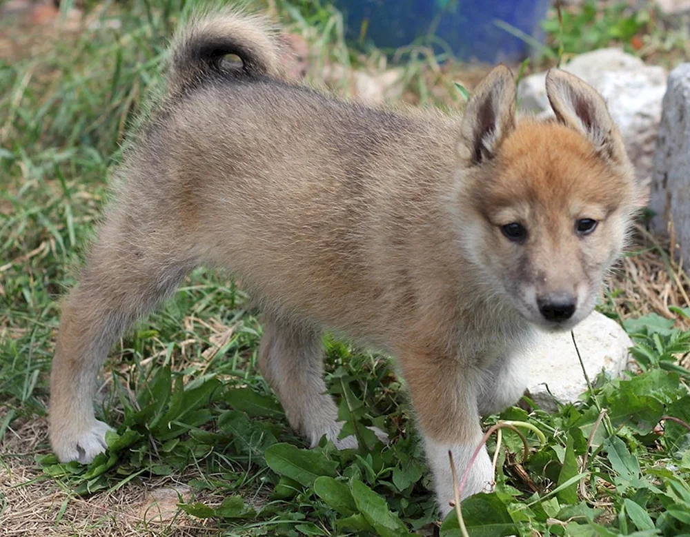 Ostsibirischer Husky Welpen