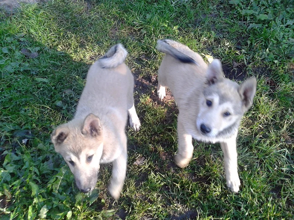 Ost Sibirischer Husky schwarz-blass