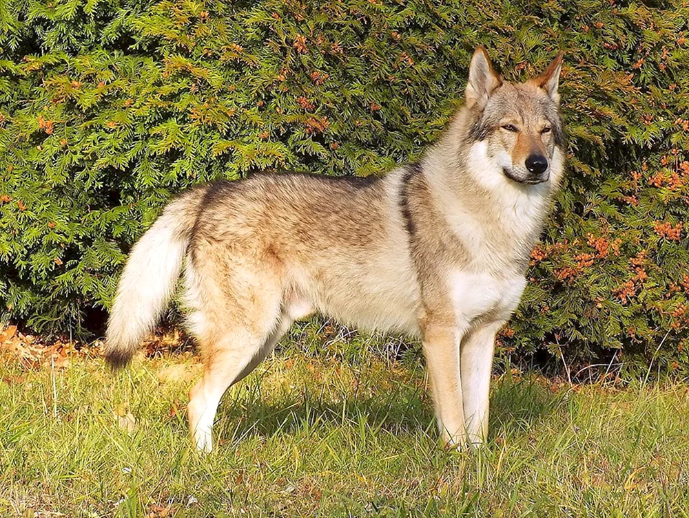 Westsibirischer Husky Wolfshund