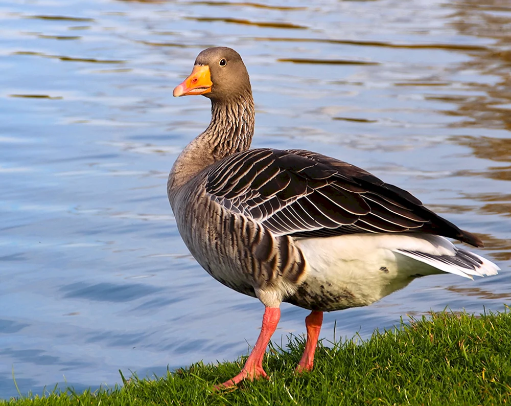 Gänsefoto
