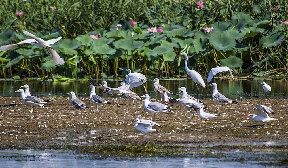 Vögel des Gebiets Astrakhan