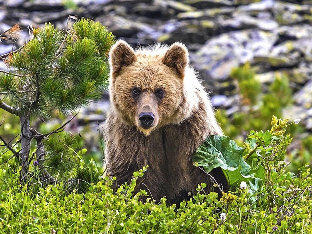 Basegi-Reservat Bär