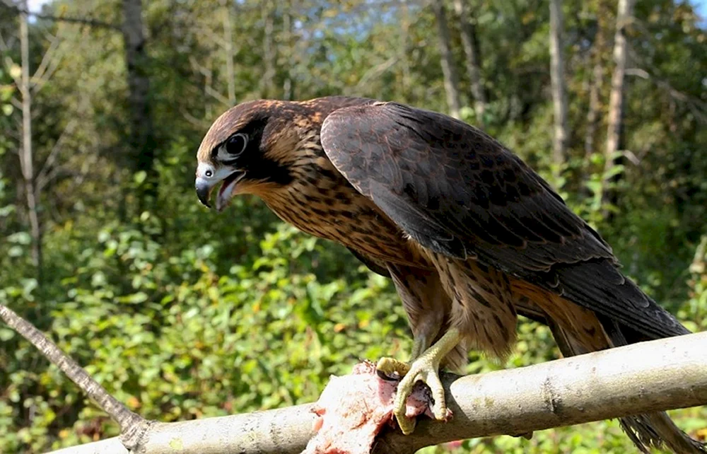 Raubtiere