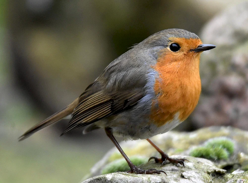 Prachtvoller Schildschnabel-Paradiesvogel von Victoria. Paradiesvogel