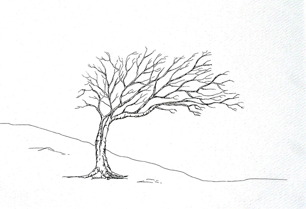 Baumzeichnung mit Bleistift